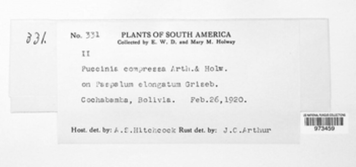 Puccinia compressa image